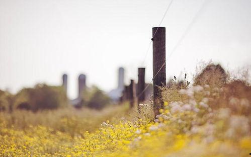 清晨的图片真实的,唤醒自然的宁静画卷