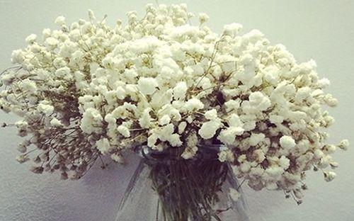 满天星的资料,满天星的自然魅力与科学解读