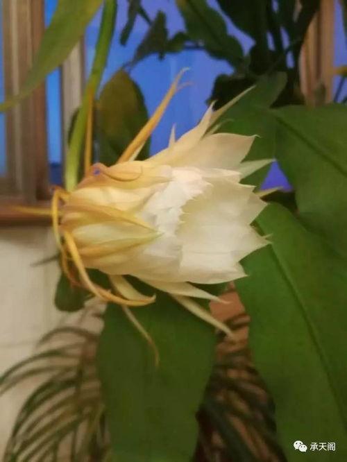 花归图片,探寻自然之美与心灵共鸣的视觉之旅