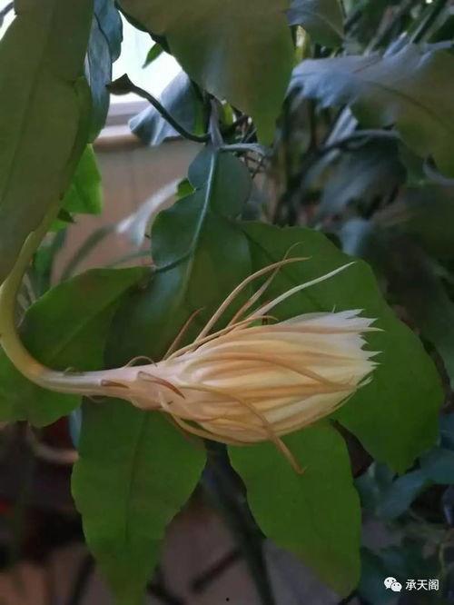 花归图片,探寻自然之美与心灵共鸣的视觉之旅