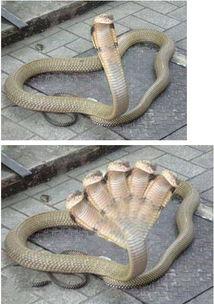 五头蛇照片,探寻神秘生物的神秘面纱