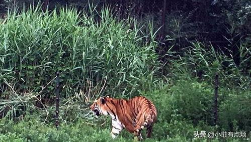 被老虎咬伤女人背景,被老虎咬伤女人的惊心动魄求生记