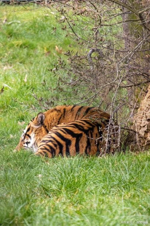 被老虎咬伤女人背景,被老虎咬伤女人的惊心动魄求生记