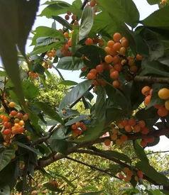 恩桃的图片,甜蜜果实，自然馈赠的味蕾诱惑