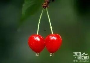 恩桃的图片,甜蜜果实，自然馈赠的味蕾诱惑