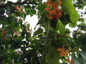 恩桃的图片,甜蜜果实，自然馈赠的味蕾诱惑