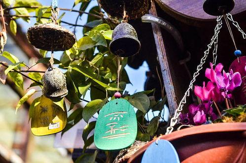 丽江网红夏夏音乐,唤醒古城的青春旋律