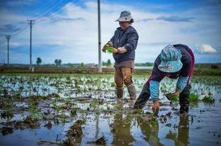 佳木斯网红大飞,从街头艺人到网络红人的蜕变之路